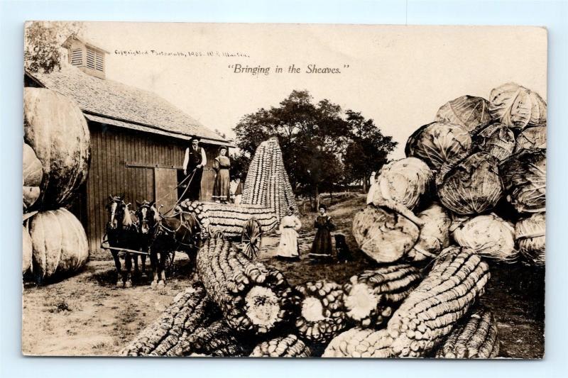 Postcard Exaggeration Corn Cabbage Pumpkins 1909 RPPC Martin Real Photo H12