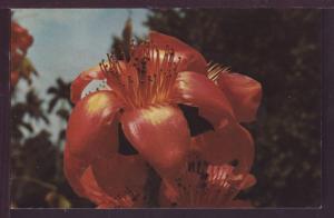 Bombax Malaricum Flower Post Card 3720