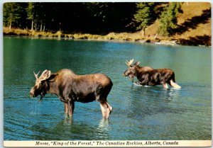 Moose King of the Forest - The Canadian Rockies, Alberta, Canada M-17325