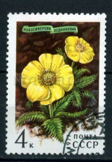 507798 USSR 1977 year Flowers mountains of Siberia stamp