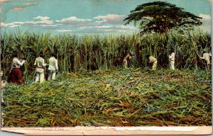 Postcard Cuba Harvesting Sugar Cane Recogiendo Cana  Rotograph