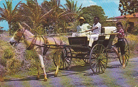 Barbados Old Donkey Draw Buggy On Country Road