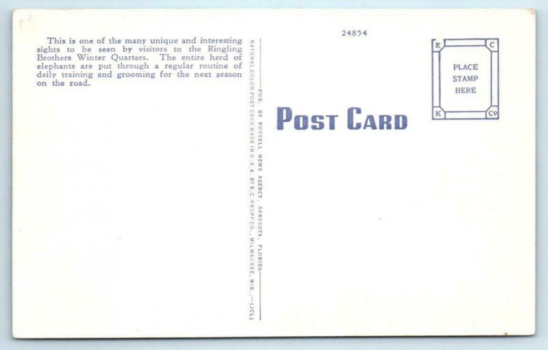 SARASOTA, FL  Winter Quarters Ringling Brothers Circus ELEPHANT MANICURE c1940s