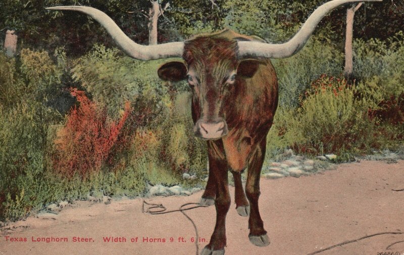 Vintage Postcard 1919 Texas Longhorn Steer Once The Wealth Of Texas PESA