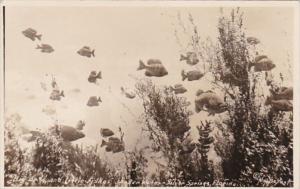 Florida Silver Sorings Underwater Scene Showing Fish Real Photo