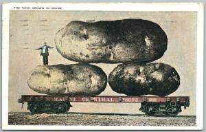 POTATO KIND GROWN IN MAINE EXAGGERATED 1924 ANTIQUE POSTCARD