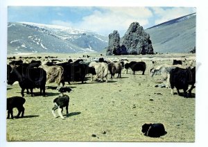 498847 Mongolia Yak Old photo Baazar postcard