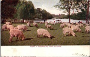 Illinois Chicago Sheep In Washington Park 1906