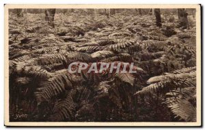 Old Postcard Gascogne moors The ferns