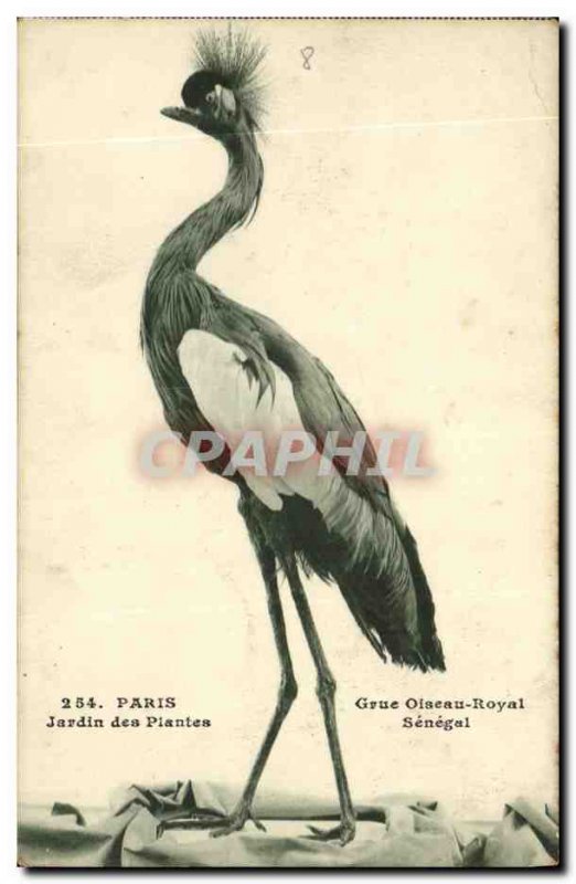 Old Postcard Paris Jardin des Plantes Royal Crane Bird Senegal