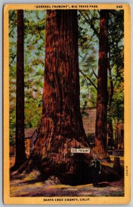 Vtg Santa Cruz County California General Fremont Redwood Big Trees Park Postcard