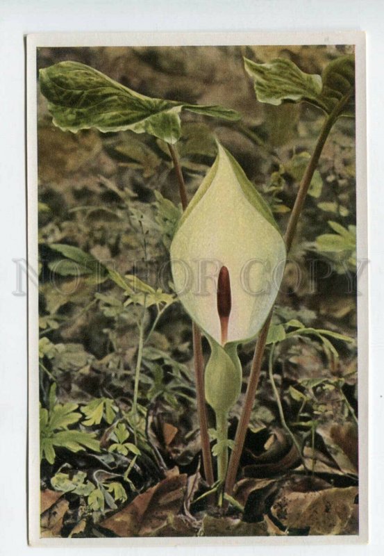 428064 Flower Arum maculatum Vintage Sammelwerk Tobacco Card w/ ADVERTISING