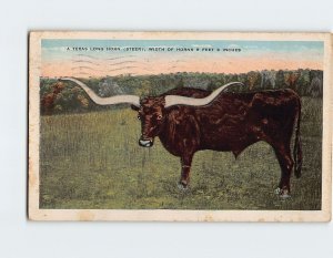 Postcard A Texas Long Horn (Steer), Texas