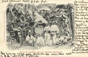 martinique, Native Workers between Banana Trees (1901)