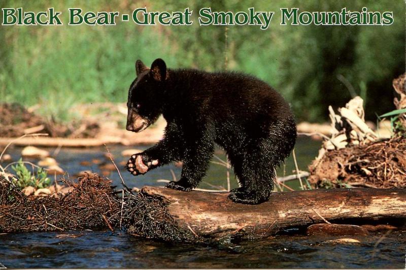 Black Bear in the Smoky Mountains