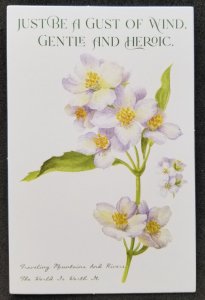 [AG] P624 Flower Bloom Flora Painting Plant Greeting (postcard) *New