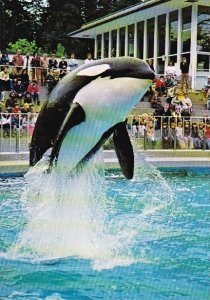 Canada Killer Whale At The Vancouver Aquarium