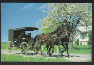 Ohio BERLIN Amish Family Heading Home Church Horses Surry pm1990 ~ Cont'l