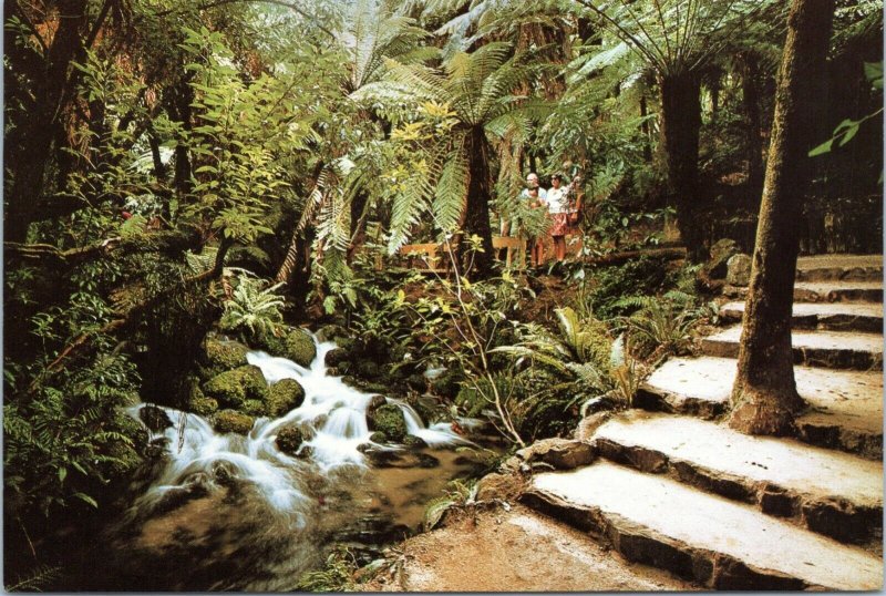 postcard Rotorura, New Zealand -  Fairy Springs - Tree Ferns in Rotorua