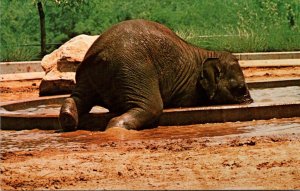 Kentucky Louisville Zoological Gardens Asia Elephant