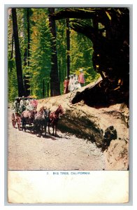 Big Tree California Horse Buggy Carriage Vintage Standard View Postcard