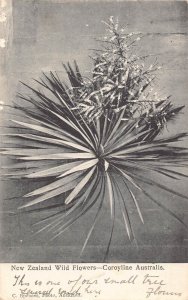 New Zealand Wild Flowers Coroyline Australis vintage postcard