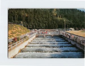 Postcard Fish Ladders Bonneville Dam On the Columbia River USA