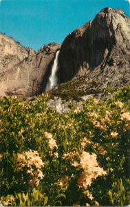 United States California Yosemite falls point Azaleas 1959