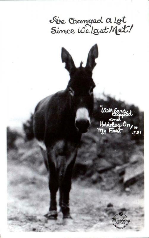 RPPC   DONKEY COMIC  I've Changed a Lot   c1940s  Frasher  J31?   Postcard