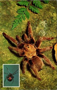 Tarantula & Black Widow Spiders - [MX-667]