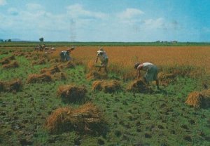 Valencia Rice Reaping Le Albufera Spanish 2x Postcard