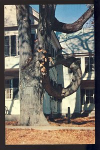 Freyburg, Maine/ME Postcard, The Doughnut Tree, 1960!