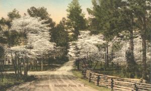 Springtime in Southern Pines NC, North Carolina - HC