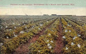 Laramie Development Co Ranch Potato Field Wyoming 1910c postcard