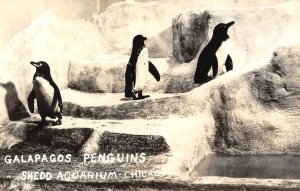 GALAPAGOS PENGUINS Shedd Aquarium, Chicago, IL Zoo RPPC 1940s Vintage Postcard