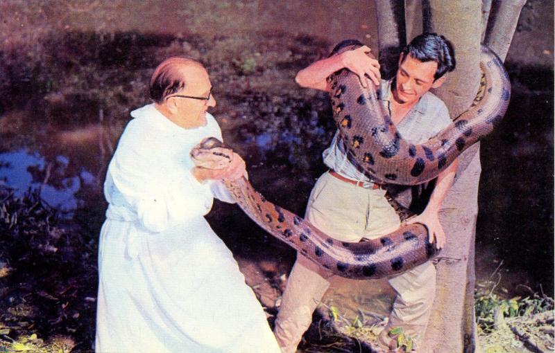 Snake - Boa Constrictor