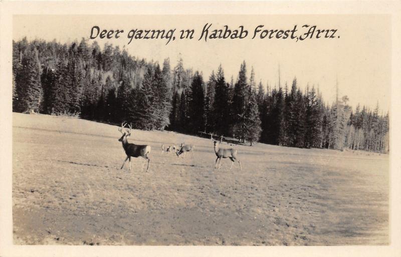 Kaibab Forest Arizona~Deer Grazing~Elk~Pines Background~Vintage RPPC