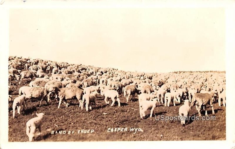 Band of Sheep - Casper, Wyoming