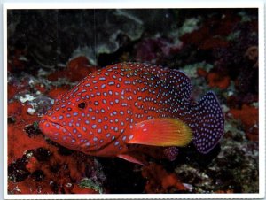 Postcard - Coral Trout (Cephalopholis miniatus), Great Barrier Reef - Australia