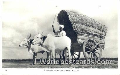 Real Photo Bullock Cart Colombo Ceylon, Sri Lanka 1958 