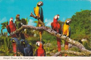 Florida Miami Parrot Jungle Colorful Macaws