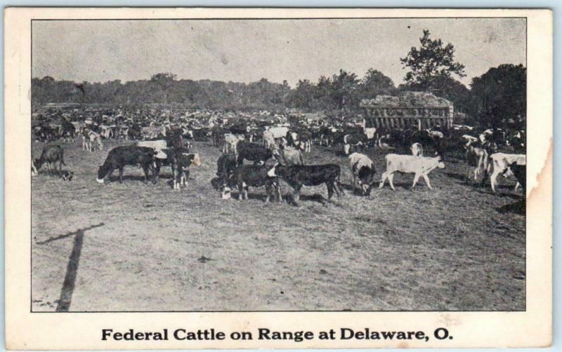 DELAWARE, Ohio OH  ~ FEDERAL CATTLE on the Range ~ Ranching Cows Postcard