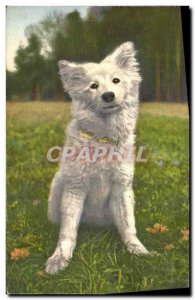 Postcard Old Dog Dogs Puppy