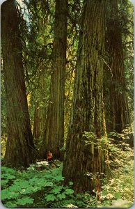 Bull Lake Montana Ross Creek Grove Western Red Cedar Woman 1950s Postcard MT JM8