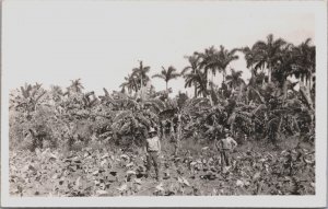 Cuba View Of A Banana Plantation Vintage RPPC C098