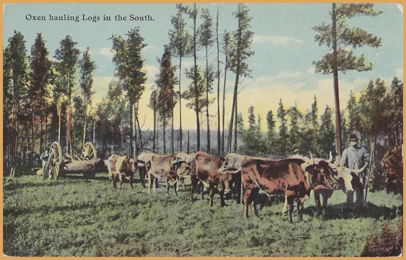 Oxen hauling Logs in the South - 