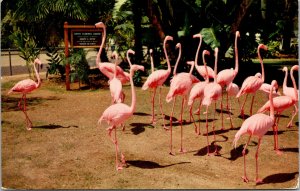 California, San Diego - Flamingos - Zoo - [CA-570]