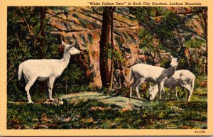 White Fallow Deer In Rock City Gardens Lookout Mountain Tennessee Curteich