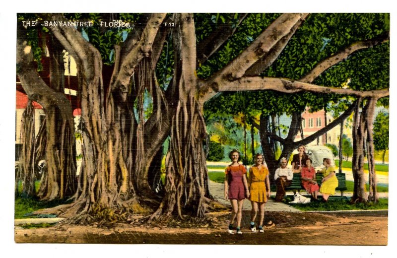 FL - Banyan Tree