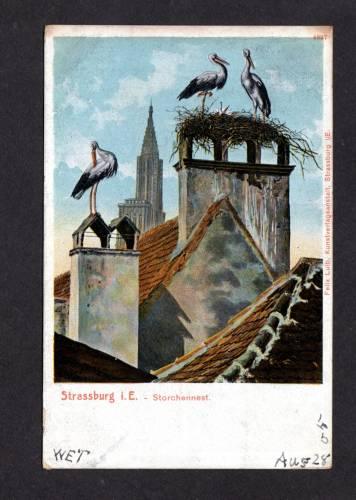 Storks on Chimney Nest Storchennest STRASSBURG GERMANY